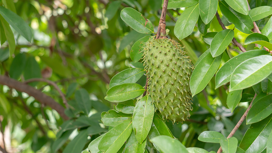 Unlocking the Secrets of Soursop Leaves