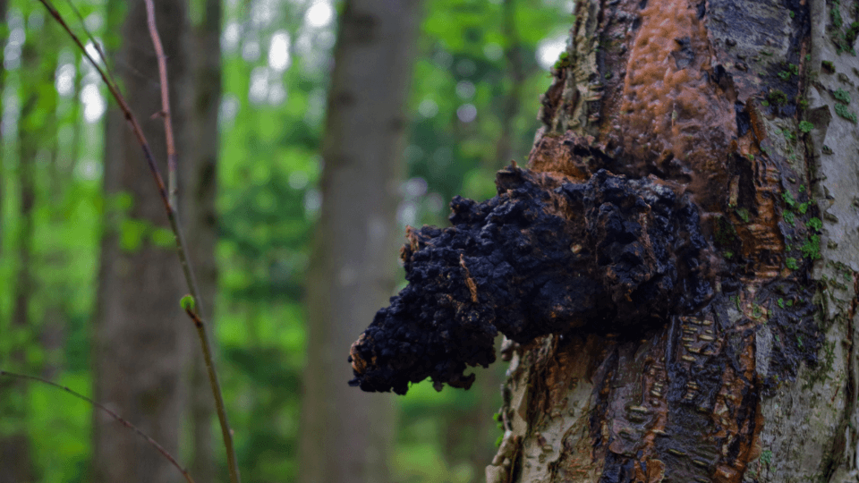 The benefits of Chaga - King of medicinal mushrooms