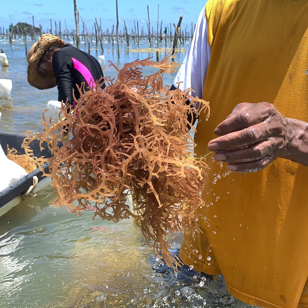 seamoss_farming_stlucia