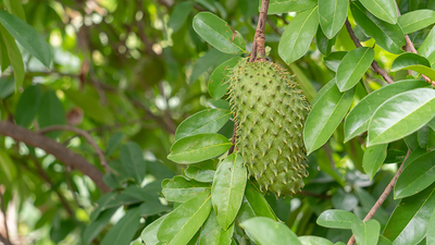 Unlocking the Secrets of Soursop Leaves